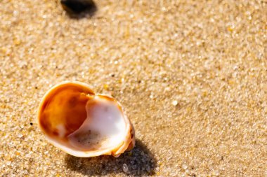 Turuncu ve beyaz bir salyangoz kabuğu (muhtemelen bir Naticius veya Polinices türü) kaba, güneşte ıslanmış kum üzerinde bulunur. Plaj bul.