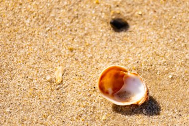 Turuncu ve beyaz bir salyangoz kabuğu (muhtemelen bir Naticius veya Polinices türü) kaba, güneşte ıslanmış kum üzerinde bulunur. Plaj bul.