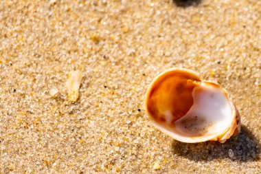 Turuncu ve beyaz bir salyangoz kabuğu (muhtemelen bir Naticius veya Polinices türü) kaba, güneşte ıslanmış kum üzerinde bulunur. Plaj bul.