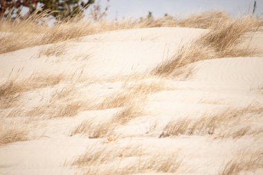 Parlak mavi gökyüzünün altında ince bulutlu, seyrek bitki örtüsü olan kum tepeciklerini süpürüyor. Sakin bir kıyı manzarası.