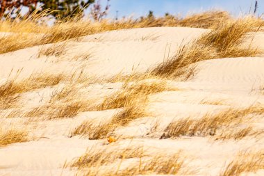 Parlak mavi gökyüzünün altında ince bulutlu, seyrek bitki örtüsü olan kum tepeciklerini süpürüyor. Sakin bir kıyı manzarası.
