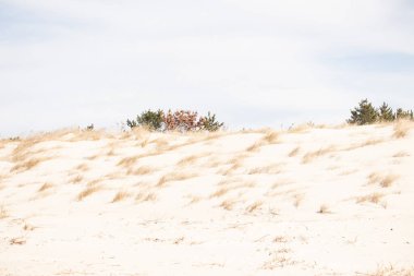 Parlak mavi gökyüzünün altında ince bulutlu, seyrek bitki örtüsü olan kum tepeciklerini süpürüyor. Sakin bir kıyı manzarası.