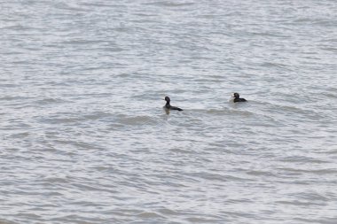 İki ördek, muhtemelen sıradan ya da siyah İskoçlar, bu doğal sahnede dalgalı sularda yüzerler. Koyu tüyleri suyun yüzeyiyle çelişir..