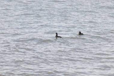 İki ördek, muhtemelen sıradan ya da siyah İskoçlar, bu doğal sahnede dalgalı sularda yüzerler. Koyu tüyleri suyun yüzeyiyle çelişir..