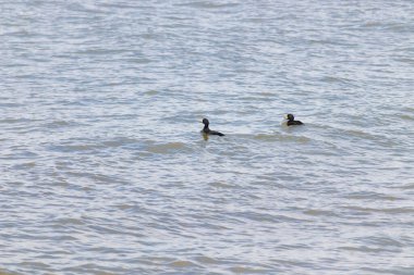 İki ördek, muhtemelen sıradan ya da siyah İskoçlar, bu doğal sahnede dalgalı sularda yüzerler. Koyu tüyleri suyun yüzeyiyle çelişir..