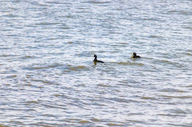İki ördek, muhtemelen sıradan ya da siyah İskoçlar, bu doğal sahnede dalgalı sularda yüzerler. Koyu tüyleri suyun yüzeyiyle çelişir..