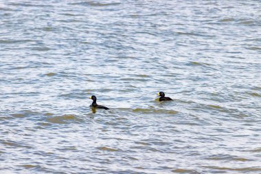 İki ördek, muhtemelen sıradan ya da siyah İskoçlar, bu doğal sahnede dalgalı sularda yüzerler. Koyu tüyleri suyun yüzeyiyle çelişir..