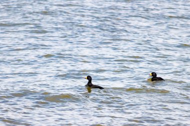 İki ördek, muhtemelen sıradan ya da siyah İskoçlar, bu doğal sahnede dalgalı sularda yüzerler. Koyu tüyleri suyun yüzeyiyle çelişir..