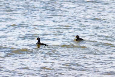 İki ördek, muhtemelen sıradan ya da siyah İskoçlar, bu doğal sahnede dalgalı sularda yüzerler. Koyu tüyleri suyun yüzeyiyle çelişir..