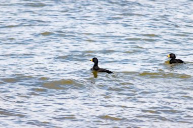 İki ördek, muhtemelen sıradan ya da siyah İskoçlar, bu doğal sahnede dalgalı sularda yüzerler. Koyu tüyleri suyun yüzeyiyle çelişir..