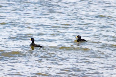 İki ördek, muhtemelen sıradan ya da siyah İskoçlar, bu doğal sahnede dalgalı sularda yüzerler. Koyu tüyleri suyun yüzeyiyle çelişir..