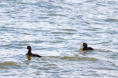 İki ördek, muhtemelen sıradan ya da siyah İskoçlar, bu doğal sahnede dalgalı sularda yüzerler. Koyu tüyleri suyun yüzeyiyle çelişir..