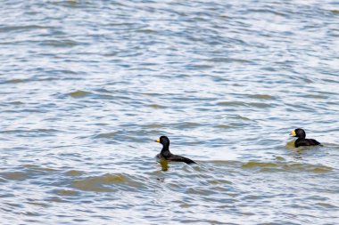 İki ördek, muhtemelen sıradan ya da siyah İskoçlar, bu doğal sahnede dalgalı sularda yüzerler. Koyu tüyleri suyun yüzeyiyle çelişir..