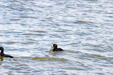 İki ördek, muhtemelen sıradan ya da siyah İskoçlar, bu doğal sahnede dalgalı sularda yüzerler. Koyu tüyleri suyun yüzeyiyle çelişir..