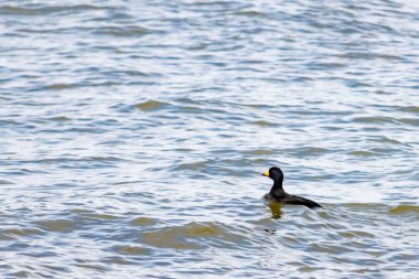 Bir ördek, muhtemelen sıradan ya da siyah İskoç, bu doğal sahnede dalgalı suda yüzer. Koyu tüyler, su yüzeyiyle çelişir..