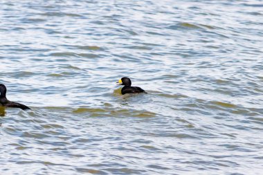 İki ördek, muhtemelen sıradan ya da siyah İskoçlar, bu doğal sahnede dalgalı sularda yüzerler. Koyu tüyleri suyun yüzeyiyle çelişir..