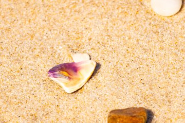 Mor ve turuncu renkli canlı deniz kabuğu desenli kumlu deniz tabanına bağlıdır. Bu sualtı sahnesinde daha küçük, kahverengi bir kabuk var..