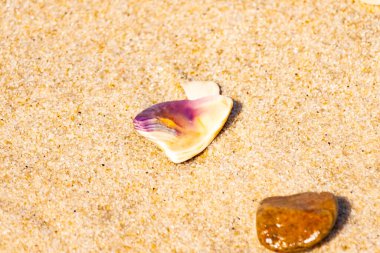 Mor ve turuncu renkli canlı deniz kabuğu desenli kumlu deniz tabanına bağlıdır. Bu sualtı sahnesinde daha küçük, kahverengi bir kabuk var..