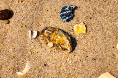 Güneşle öpülmüş kumsal buluyor! Kalıplı bir istiridye kabuğu, çizgili bir çakıl taşı ve altın kum üzerinde duran beyaz ve sarı cam parçaları. Kıyı temaları için mükemmel.