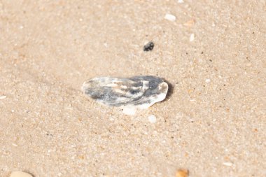 Kaba, altın rengi kuma gömülmüş mavi ve beyaz kabuk parçası. Sahil güvenlik, kıyı dokularını ve deniz kenarı bulgularını anımsatıyor..