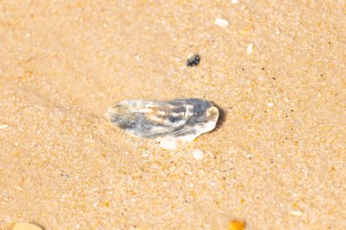 Kaba, altın rengi kuma gömülmüş mavi ve beyaz kabuk parçası. Sahil güvenlik, kıyı dokularını ve deniz kenarı bulgularını anımsatıyor..