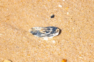 Kaba, altın rengi kuma gömülmüş mavi ve beyaz kabuk parçası. Sahil güvenlik, kıyı dokularını ve deniz kenarı bulgularını anımsatıyor..