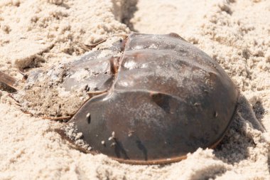 Atlantik at nalı yengeci kısmen açık renkli kuma gömülmüş. Eski deniz eklembacaklıları kumlu bir sahilde.