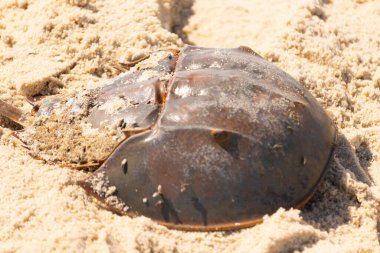 Atlantik at nalı yengeci kısmen açık renkli kuma gömülmüş. Eski deniz eklembacaklıları kumlu bir sahilde.
