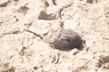 Atlantik at nalı yengeci kısmen açık renkli kuma gömülmüş. Eski deniz eklembacaklıları kumlu bir sahilde.