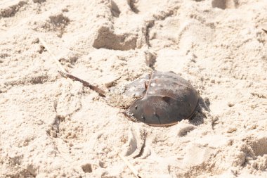 Atlantik at nalı yengeci kısmen açık renkli kuma gömülmüş. Eski deniz eklembacaklıları kumlu bir sahilde.