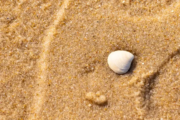 Issız, pürüzsüz, beyaz ve mavi deniz tarağı kabuğu kaba, altın kum üzerinde uzanır ve minimalist bir plaj sahnesi yaratır. Kumun dokusu kabuğun pürüzsüz yüzeyi ile çelişiyor..