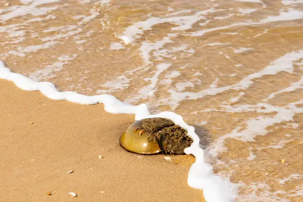 At nalı yengeci, eski bir deniz yaşamı, kumlu bir plajda dinlenir, yumuşak dalgalar kıyıya vurur. Benzersiz şekli ve dokusu kumda ve deniz köpüğünde göze çarpar..
