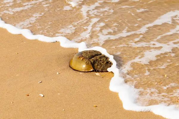 At nalı yengeci, eski bir deniz yaşamı, kumlu bir plajda dinlenir, yumuşak dalgalar kıyıya vurur. Benzersiz şekli ve dokusu kumda ve deniz köpüğünde göze çarpar..