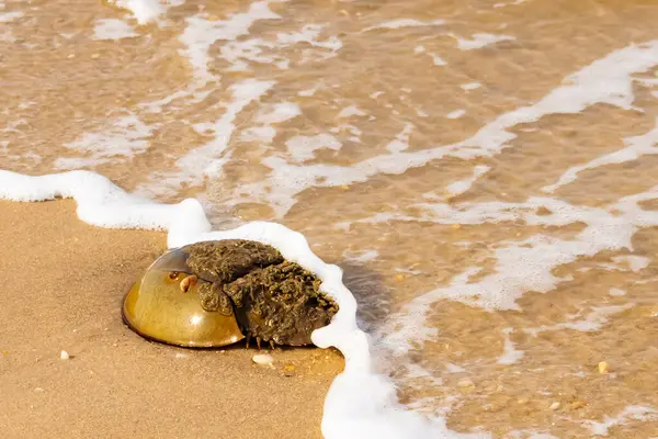 At nalı yengeci, eski bir deniz yaşamı, kumlu bir plajda dinlenir, yumuşak dalgalar kıyıya vurur. Benzersiz şekli ve dokusu kumda ve deniz köpüğünde göze çarpar..