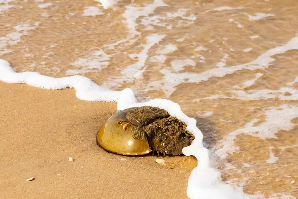 At nalı yengeci, eski bir deniz yaşamı, kumlu bir plajda dinlenir, yumuşak dalgalar kıyıya vurur. Benzersiz şekli ve dokusu kumda ve deniz köpüğünde göze çarpar..