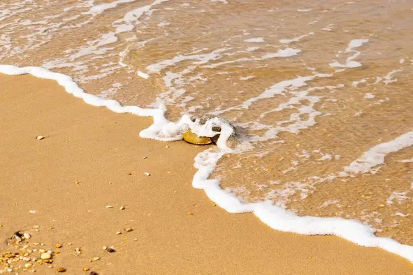 At nalı yengeci, eski bir deniz yaşamı, kumlu bir plajda dinlenir, yumuşak dalgalar kıyıya vurur. Benzersiz şekli ve dokusu kumda ve deniz köpüğünde göze çarpar..