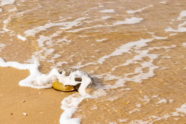 At nalı yengeci, eski bir deniz yaşamı, kumlu bir plajda dinlenir, yumuşak dalgalar kıyıya vurur. Benzersiz şekli ve dokusu kumda ve deniz köpüğünde göze çarpar..