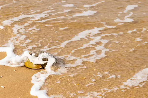 At nalı yengeci, eski bir deniz yaşamı, kumlu bir plajda dinlenir, yumuşak dalgalar kıyıya vurur. Benzersiz şekli ve dokusu kumda ve deniz köpüğünde göze çarpar..