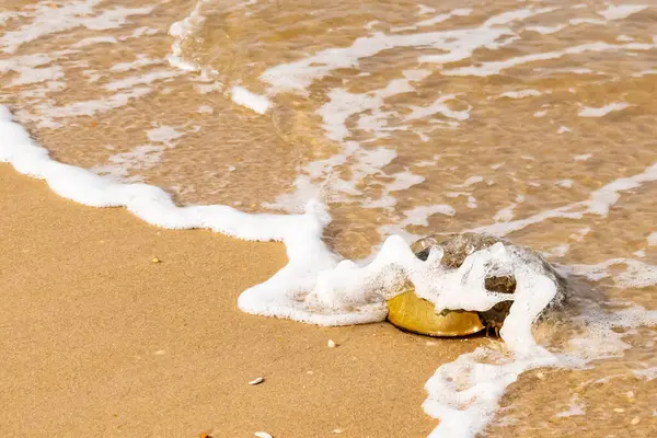 At nalı yengeci, eski bir deniz yaşamı, kumlu bir plajda dinlenir, yumuşak dalgalar kıyıya vurur. Benzersiz şekli ve dokusu kumda ve deniz köpüğünde göze çarpar..