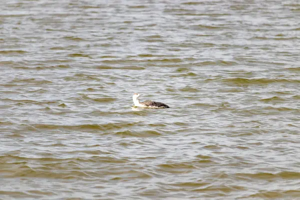 Benekli gri ve beyaz tüylü kırmızı boğazlı bir dalgıç kuşu yumuşak, bulutlu bir gökyüzünün altında dalgalı, kahverengimsi bir su üzerinde süzülür. Çevresindeki zarif su kuşları.