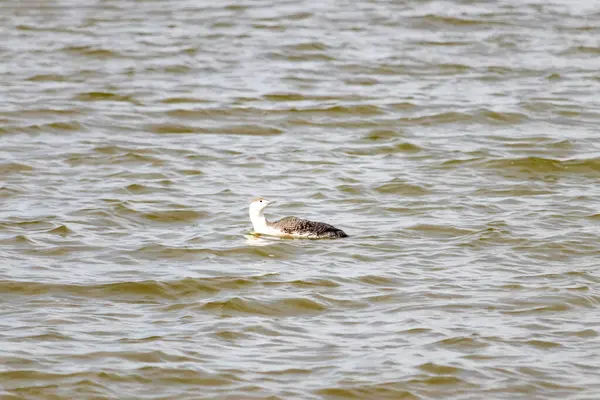 Benekli gri ve beyaz tüylü kırmızı boğazlı bir dalgıç kuşu yumuşak, bulutlu bir gökyüzünün altında dalgalı, kahverengimsi bir su üzerinde süzülür. Çevresindeki zarif su kuşları.