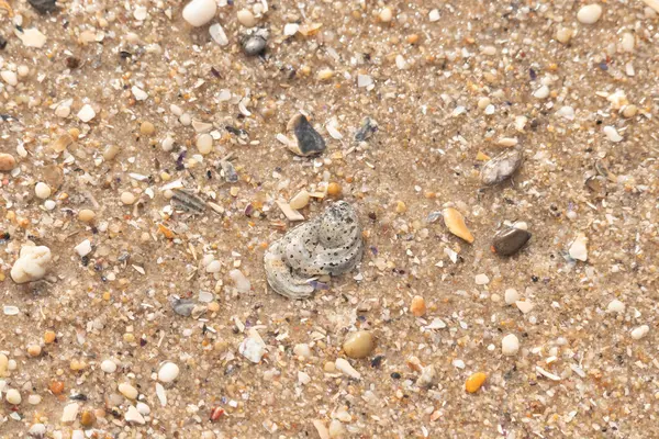 Gri ve siyah lekeli desenli bir istiridye kabuğu güneşli bir sahilde renkli çakıl taşları ve kum parçalarının karışımının ortasında yatar. Kıyı Bulgusu.