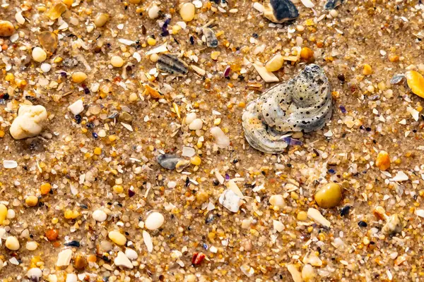 Gri ve siyah lekeli desenli bir istiridye kabuğu güneşli bir sahilde renkli çakıl taşları ve kum parçalarının karışımının ortasında yatar. Kıyı Bulgusu.