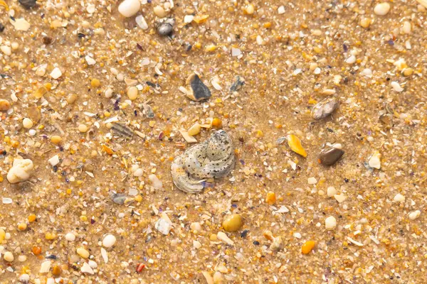 Gri ve siyah lekeli desenli bir istiridye kabuğu güneşli bir sahilde renkli çakıl taşları ve kum parçalarının karışımının ortasında yatar. Kıyı Bulgusu.