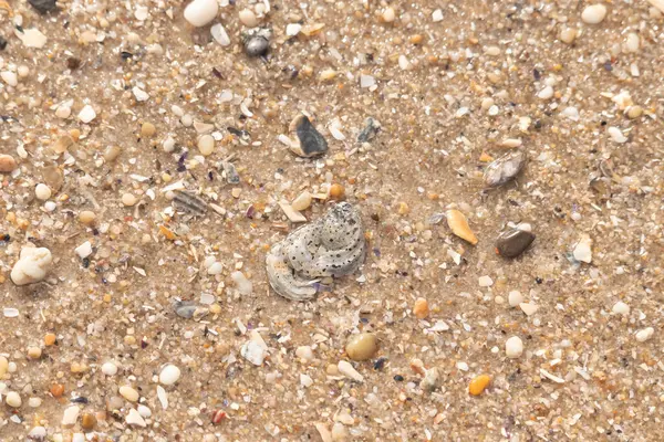 Gri ve siyah lekeli desenli bir istiridye kabuğu güneşli bir sahilde renkli çakıl taşları ve kum parçalarının karışımının ortasında yatar. Kıyı Bulgusu.