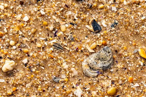 Gri ve siyah lekeli desenli bir istiridye kabuğu güneşli bir sahilde renkli çakıl taşları ve kum parçalarının karışımının ortasında yatar. Kıyı Bulgusu.