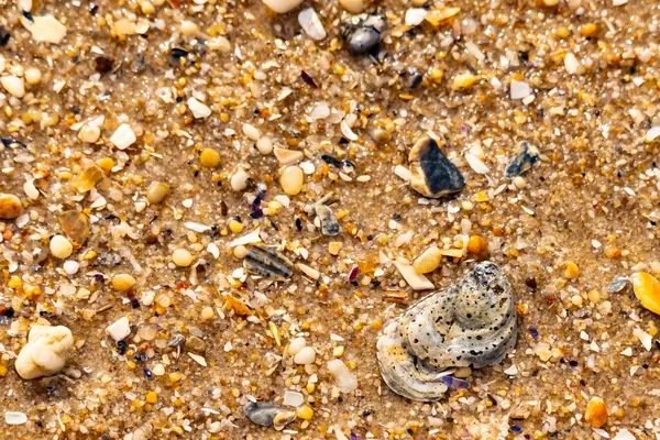 Gri ve siyah lekeli desenli bir istiridye kabuğu güneşli bir sahilde renkli çakıl taşları ve kum parçalarının karışımının ortasında yatar. Kıyı Bulgusu.