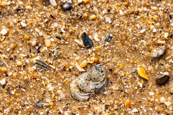 Gri ve siyah lekeli desenli bir istiridye kabuğu güneşli bir sahilde renkli çakıl taşları ve kum parçalarının karışımının ortasında yatar. Kıyı Bulgusu.