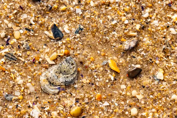 Gri ve siyah lekeli desenli bir istiridye kabuğu güneşli bir sahilde renkli çakıl taşları ve kum parçalarının karışımının ortasında yatar. Kıyı Bulgusu.