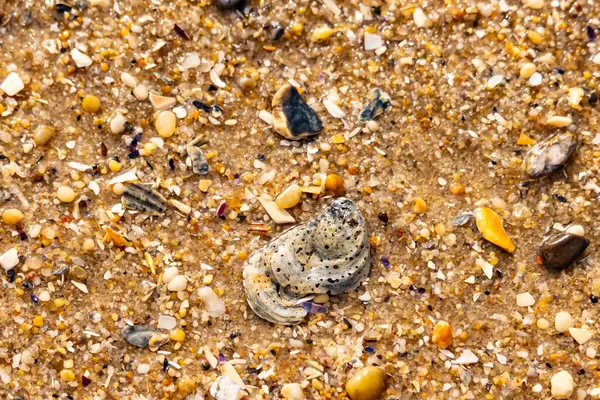 Gri ve siyah lekeli desenli bir istiridye kabuğu güneşli bir sahilde renkli çakıl taşları ve kum parçalarının karışımının ortasında yatar. Kıyı Bulgusu.